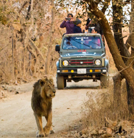 Gir Fun Tour with 2 Jeep Safari