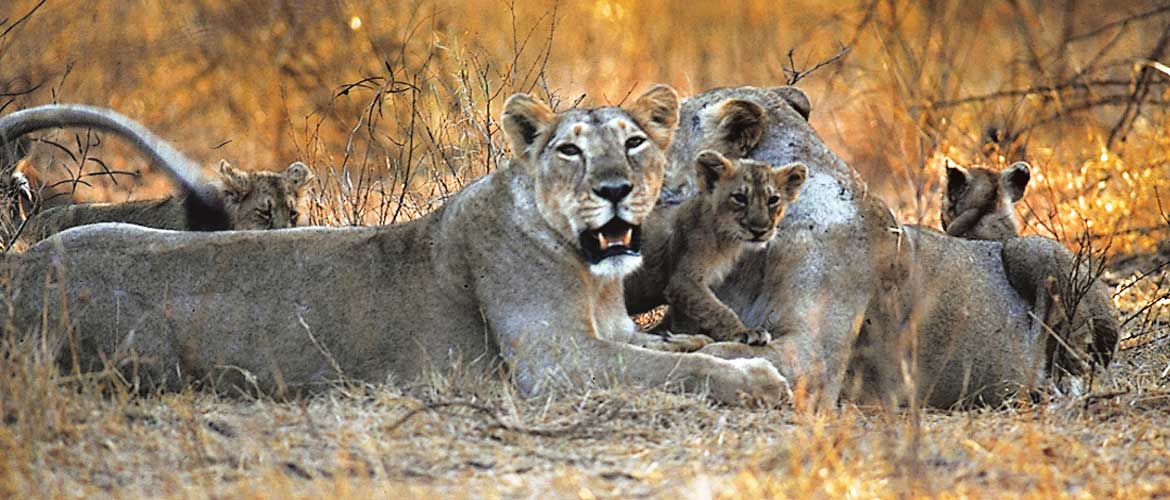 Tour to the Land of Asiatic Lion - Gir National Park