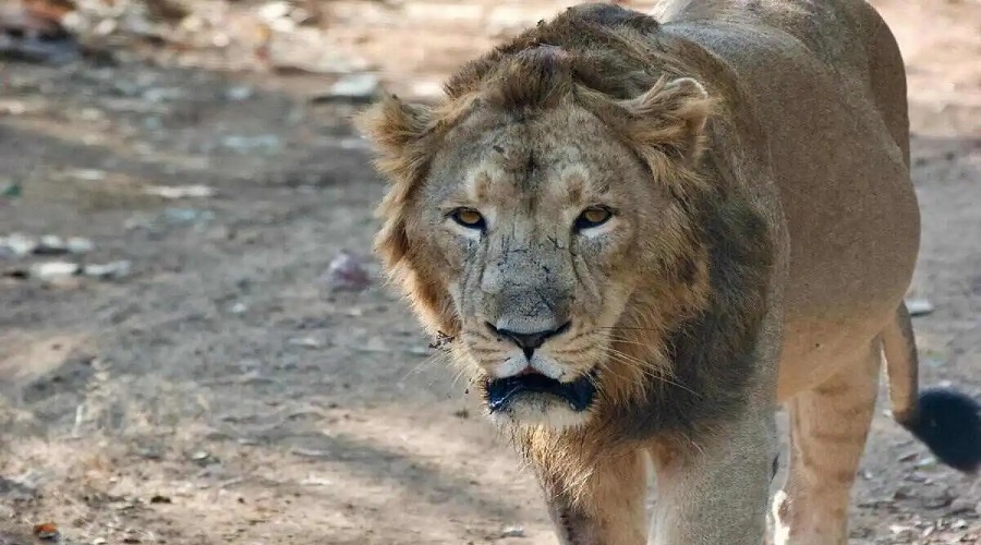 Want a Budget Gir Trip? Here’s a Smart Travel Plan That Works