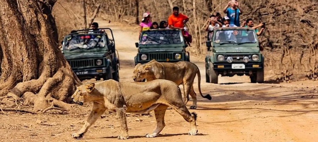 A Detailed Wildlife Tour Plan to Gir National Park from Delhi