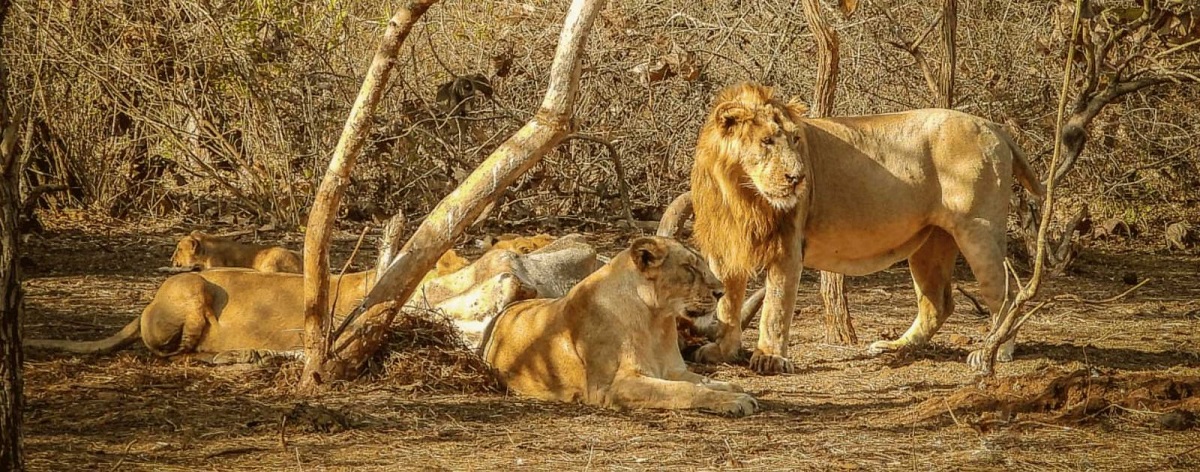 gir lion safari