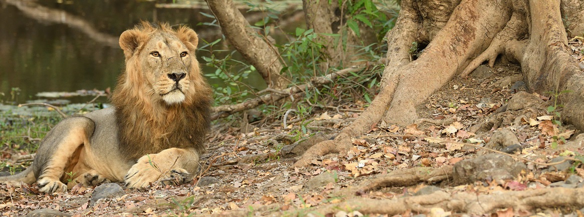 Are Lion Sightings Good in Gir National Park in March?