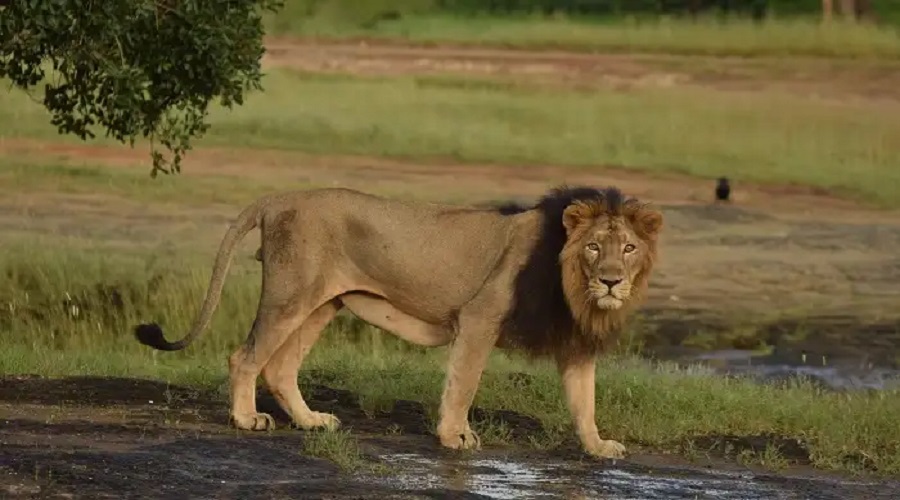 How to Plan a Gir Wildlife Tour in Monsoon Season