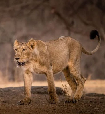 giz devalia safari park